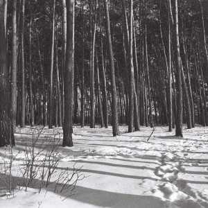 forest shadows